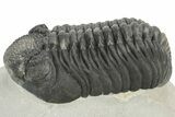 Large Phacopid (Drotops) Trilobite - Nice Eye Preservation #233837-1